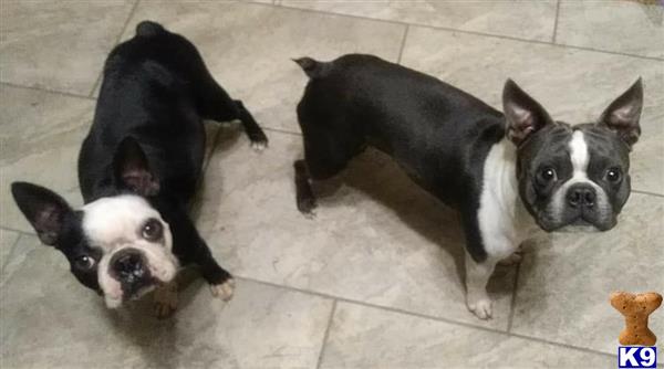 Boston Terrier puppy for sale